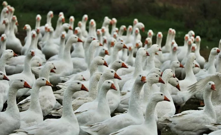 Yeni salgının adresi belli oldu: Koronadan bile kötü olabilir!