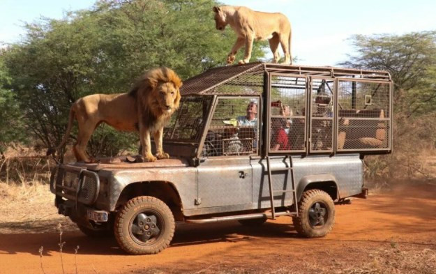 Senegal'de tehlikeli safari turu: Bu kez kafeste insanlar var