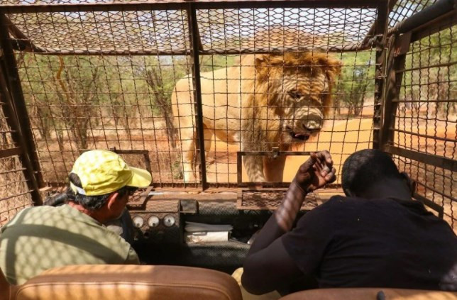 Senegal'de tehlikeli safari turu: Bu kez kafeste insanlar var