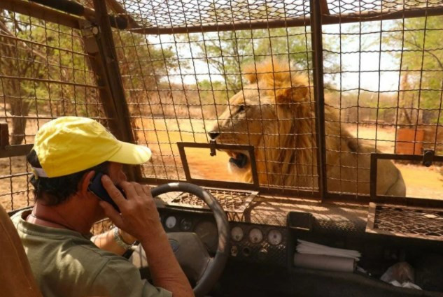 Senegal'de tehlikeli safari turu: Bu kez kafeste insanlar var