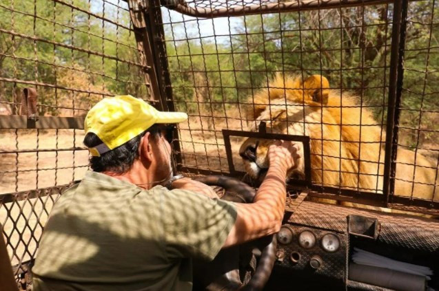 Senegal'de tehlikeli safari turu: Bu kez kafeste insanlar var