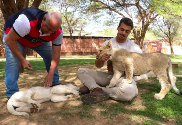 Senegal'de tehlikeli safari turu: Bu kez kafeste insanlar var