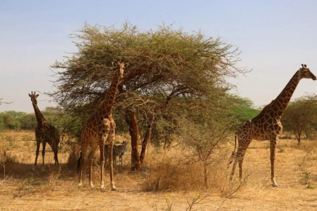 Senegal'de tehlikeli safari turu: Bu kez kafeste insanlar var