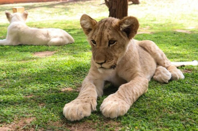 Senegal'de tehlikeli safari turu: Bu kez kafeste insanlar var