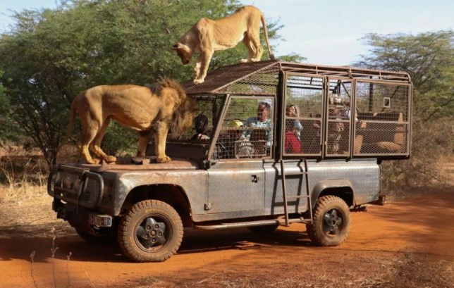 Senegal'de tehlikeli safari turu: Bu kez kafeste insanlar var