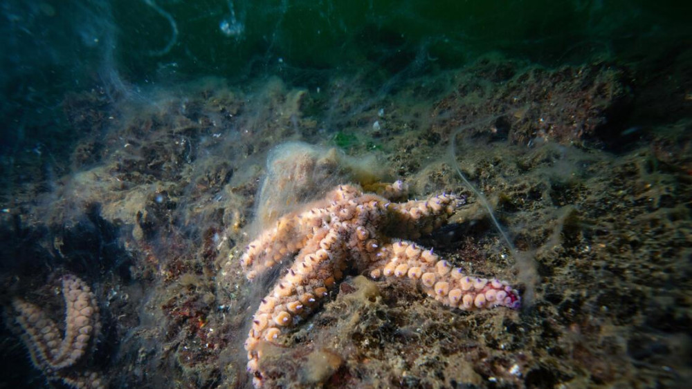 Marmara Denizi’nde müsilajın ardından 'bakteri' uyarısı!