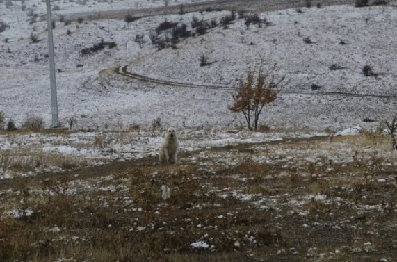 Birçok ilde kar yağışı başladı: Yurttan kar manzaraları