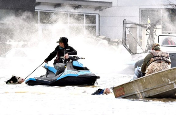 Kanada'da son 500 yılın felaketi: Selde mahsur kalan inekler jet ski ile kurtarıldı