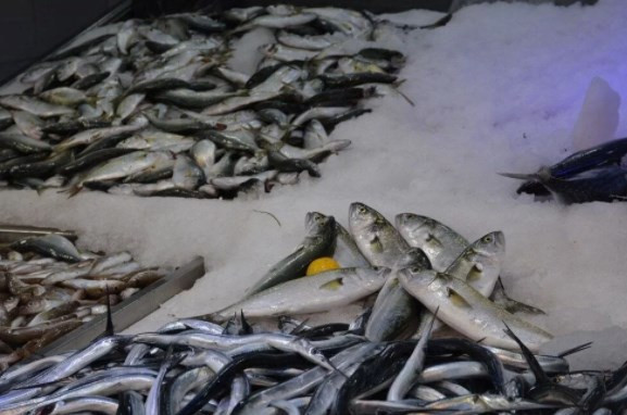 Karadeniz'de balık stoğu azalıyor