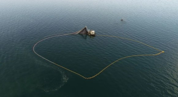 Karadeniz'de balık stoğu azalıyor