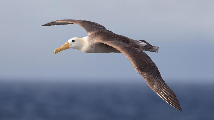 Albatroslar 'boşanıyor': Uzmanlar artışın sebebini masaya yatırdı!