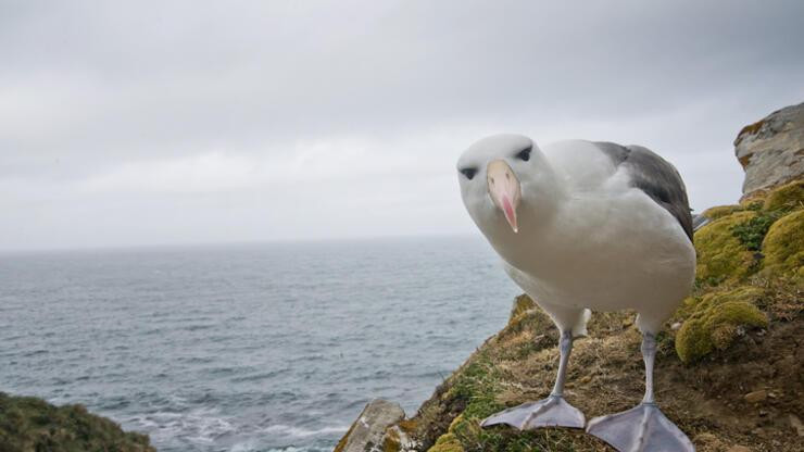 Albatroslar 'boşanıyor': Uzmanlar artışın sebebini masaya yatırdı!