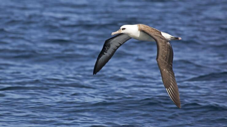 Albatroslar 'boşanıyor': Uzmanlar artışın sebebini masaya yatırdı!