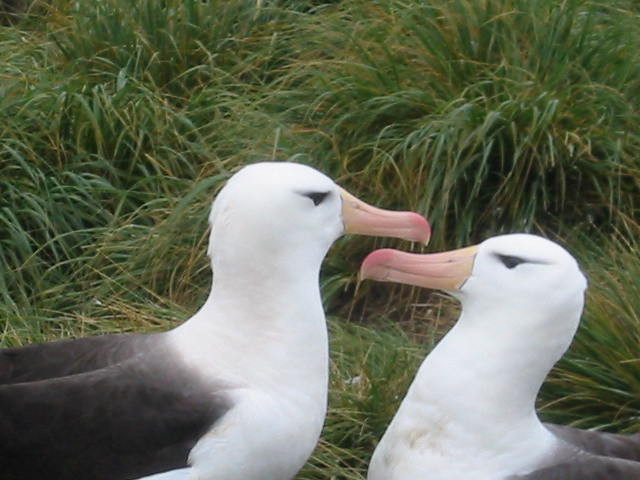 Albatroslar 'boşanıyor': Uzmanlar artışın sebebini masaya yatırdı!