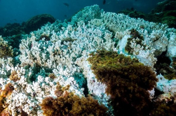 Mikroplastik tehlikesinin su altı yaşamına verdiği zarar ilk kez ortaya konuldu