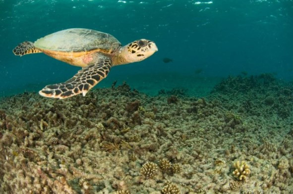 Mikroplastik tehlikesinin su altı yaşamına verdiği zarar ilk kez ortaya konuldu