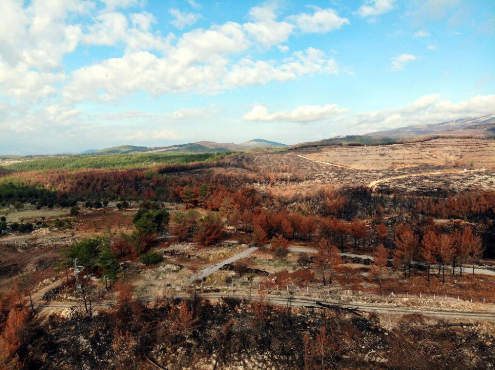 Çalışmalara 10 bin kişi katılıyor: 20 milyon fidanla yeşillenecek!