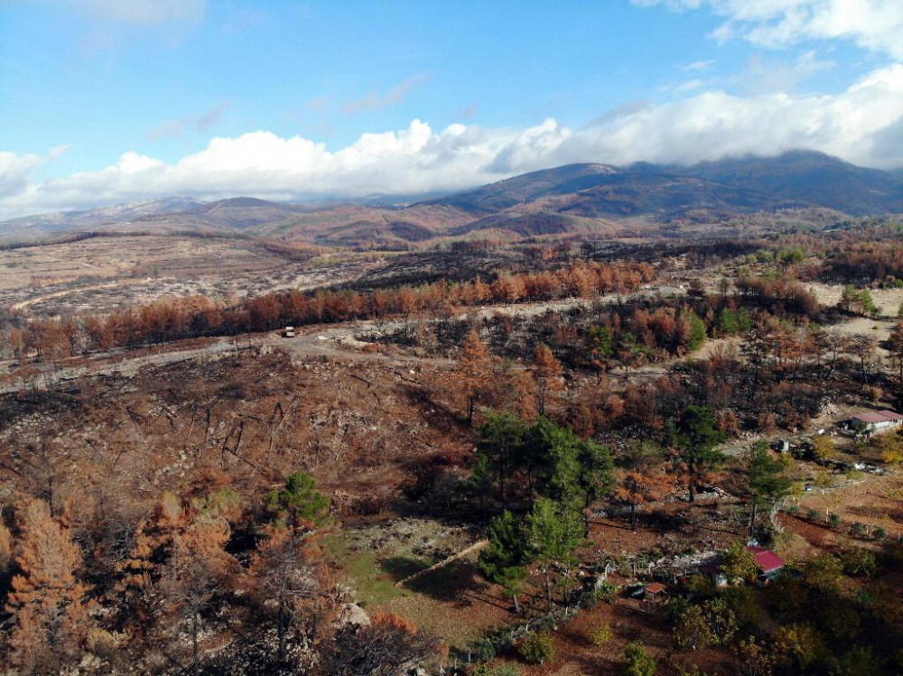 Çalışmalara 10 bin kişi katılıyor: 20 milyon fidanla yeşillenecek!