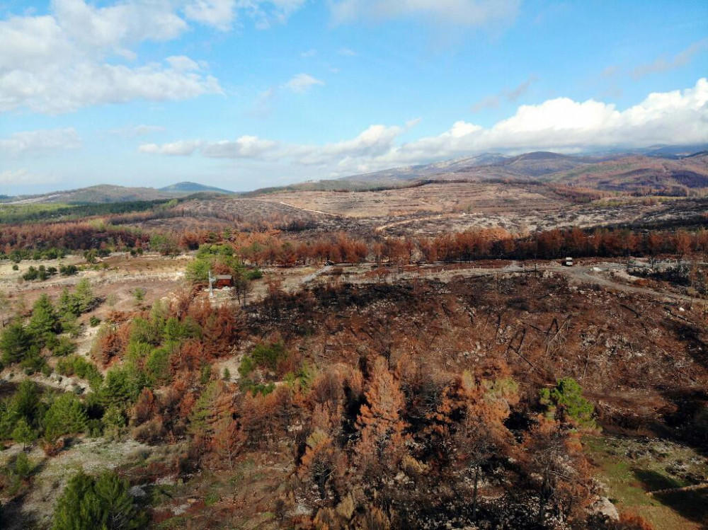 Çalışmalara 10 bin kişi katılıyor: 20 milyon fidanla yeşillenecek!