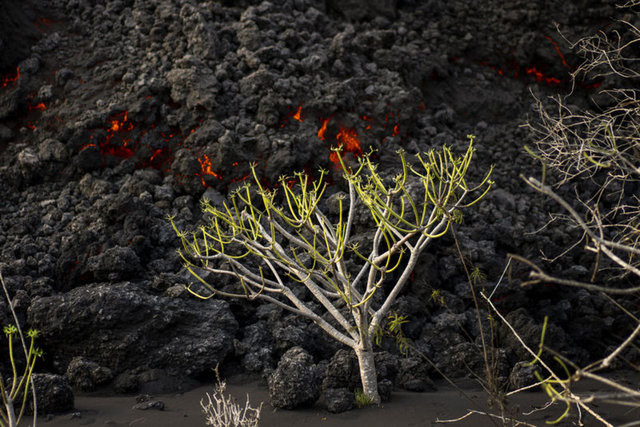 Küllerle kaplanan La Palma Adası'nda son durum