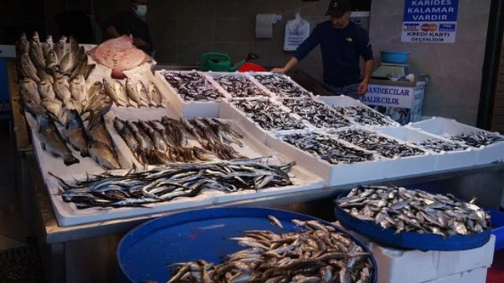 Karadeniz'de hamsi bolluğu