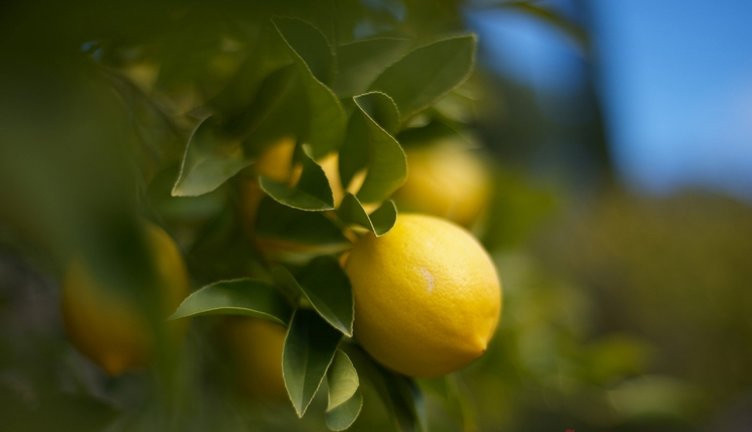 Limonun bir yararı daha ortaya çıktı: Bu yönteme dikkat!