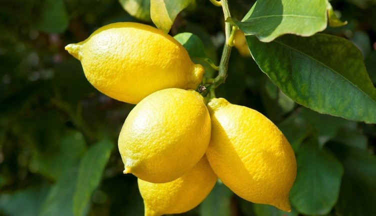 Limonun bir yararı daha ortaya çıktı: Bu yönteme dikkat!