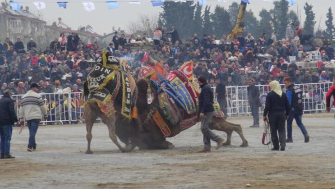 Yılın son deve güreşi binlerce kişi tarafından izlendi