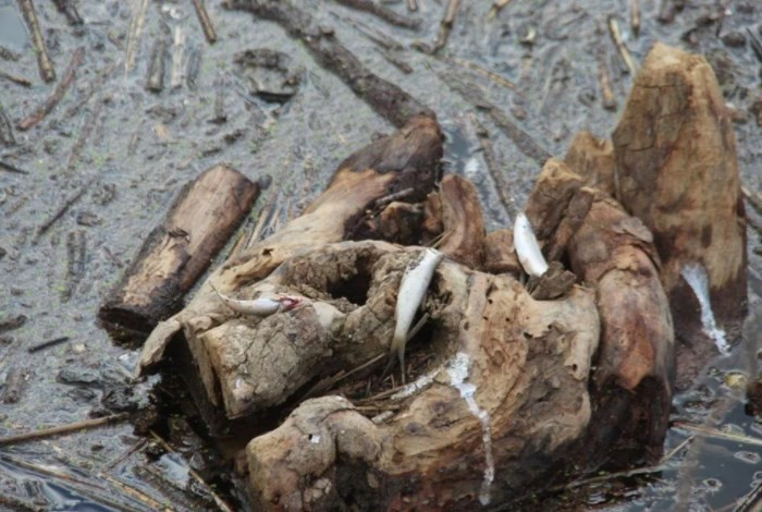 Büyük Menderes Nehri'nde atık nedeniyle binlerce balık öldü