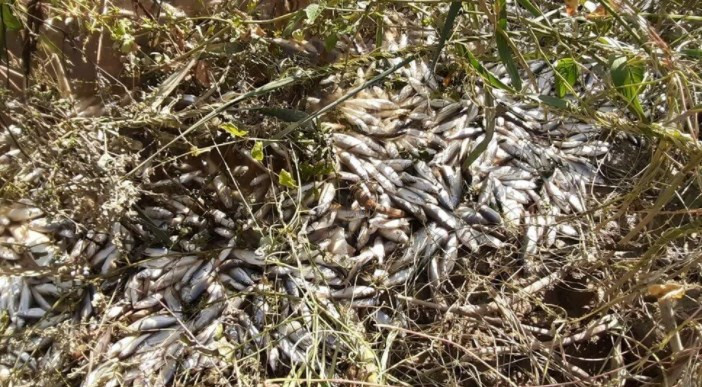 Büyük Menderes Nehri'nde atık nedeniyle binlerce balık öldü