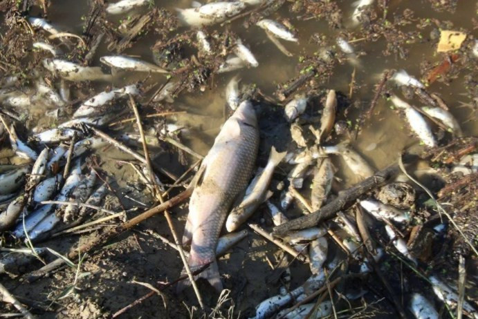 Büyük Menderes Nehri'nde atık nedeniyle binlerce balık öldü