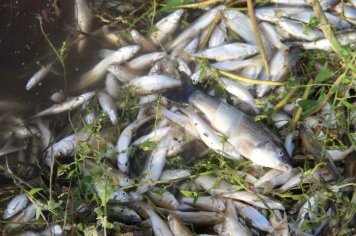 Büyük Menderes Nehri'nde atık nedeniyle binlerce balık öldü