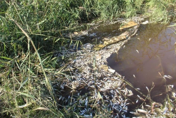 Büyük Menderes Nehri'nde atık nedeniyle binlerce balık öldü