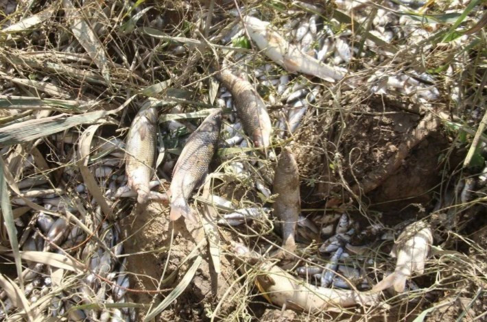 Büyük Menderes Nehri'nde atık nedeniyle binlerce balık öldü