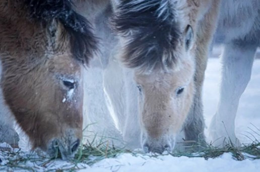 Rusya'nın Oymyakon kentinde hava sıcaklığı eksi 60 derece