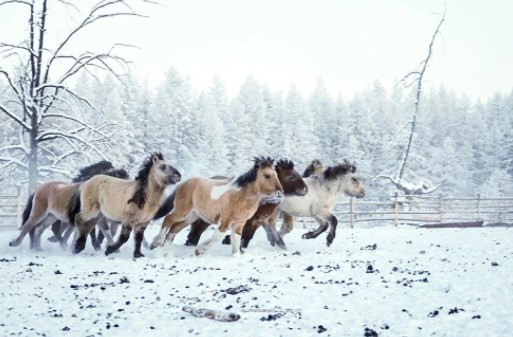 Rusya'nın Oymyakon kentinde hava sıcaklığı eksi 60 derece