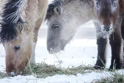 Rusya'nın Oymyakon kentinde hava sıcaklığı eksi 60 derece