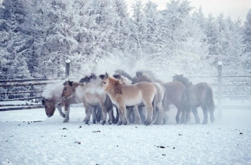 Rusya'nın Oymyakon kentinde hava sıcaklığı eksi 60 derece