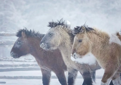 Rusya'nın Oymyakon kentinde hava sıcaklığı eksi 60 derece