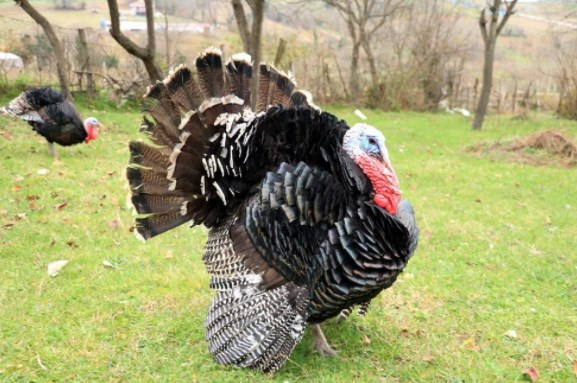 Hindiler yılbaşı için hazırlanmaya başladı