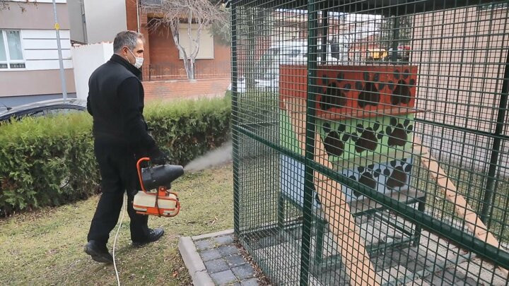 Kedileri 10 günde öldüren ölümcül ve bulaşıcı salgın tehlikesi