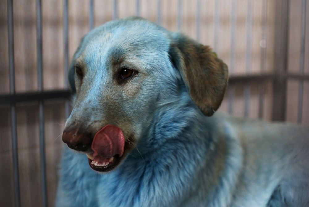 Mavi köpeklerin gizemi çözüldü