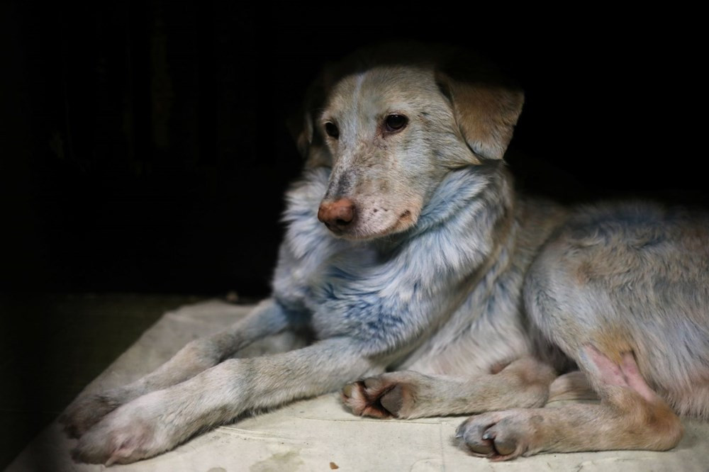 Mavi köpeklerin gizemi çözüldü