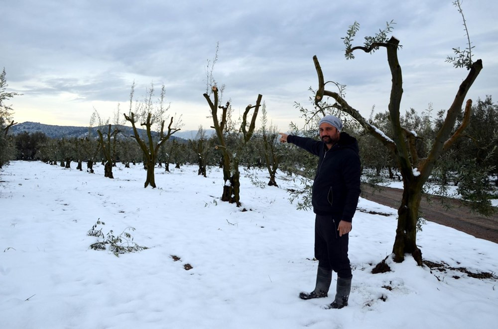 Yalancı bahara aldanan zeytin ağaçları, don nedeniyle yandı