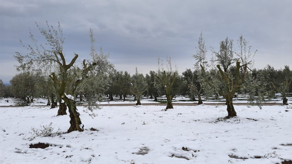 Yalancı bahara aldanan zeytin ağaçları, don nedeniyle yandı