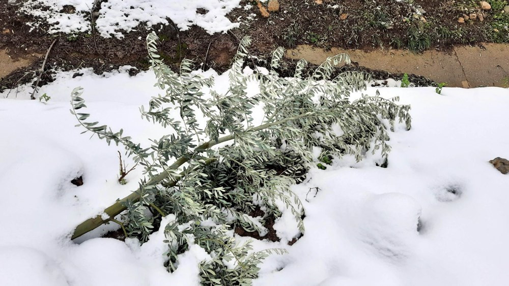 Yalancı bahara aldanan zeytin ağaçları, don nedeniyle yandı