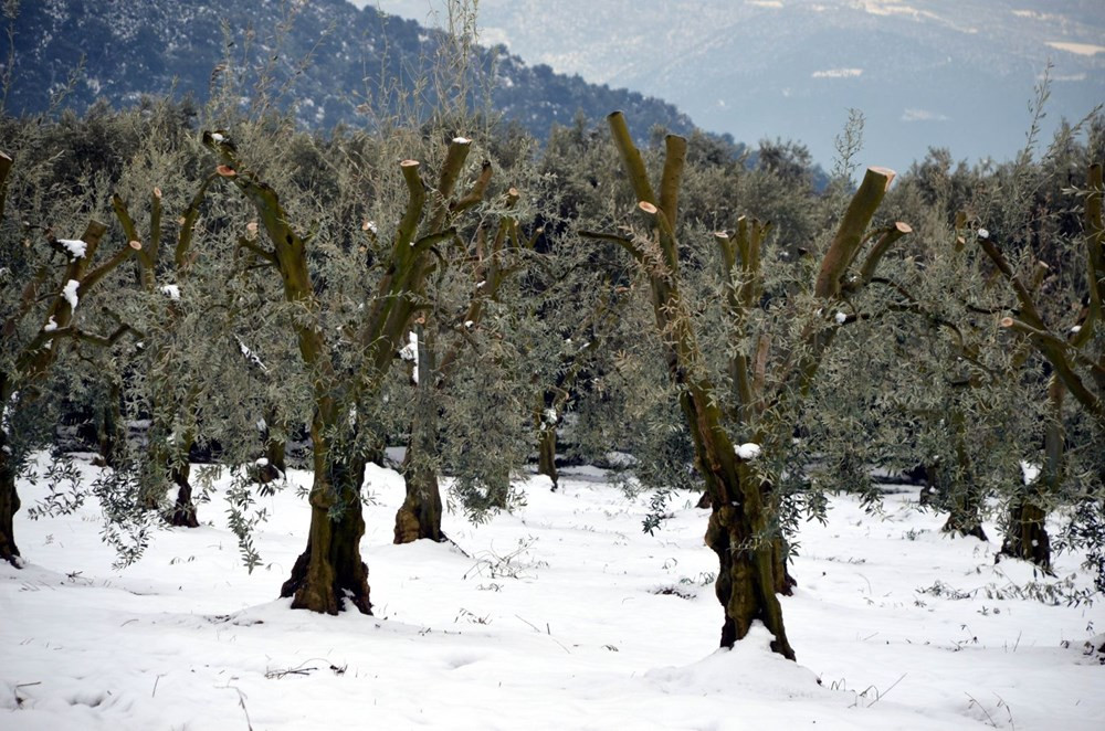 Yalancı bahara aldanan zeytin ağaçları, don nedeniyle yandı