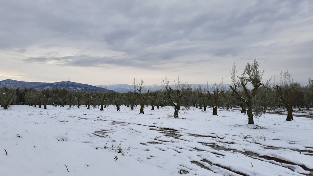 Yalancı bahara aldanan zeytin ağaçları, don nedeniyle yandı