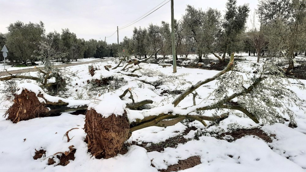 Yalancı bahara aldanan zeytin ağaçları, don nedeniyle yandı