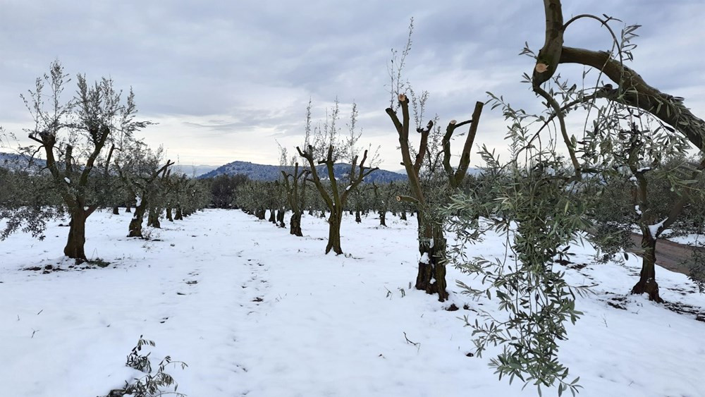 Yalancı bahara aldanan zeytin ağaçları, don nedeniyle yandı